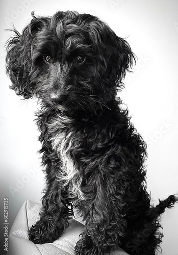 black and white dog