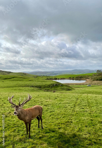 Stag in Scottish Hills
