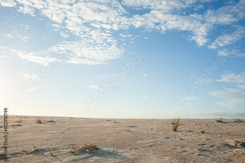 Expansive sandy coastal scene with single reed growing under blue sky with white clouds photo