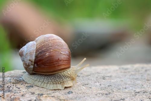 Weinbergschnecke