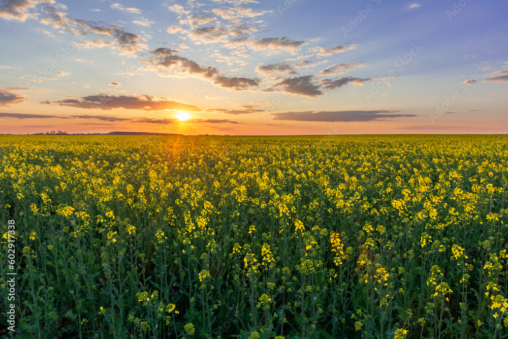A wonderful sunset over a field of blooming rapeseed
