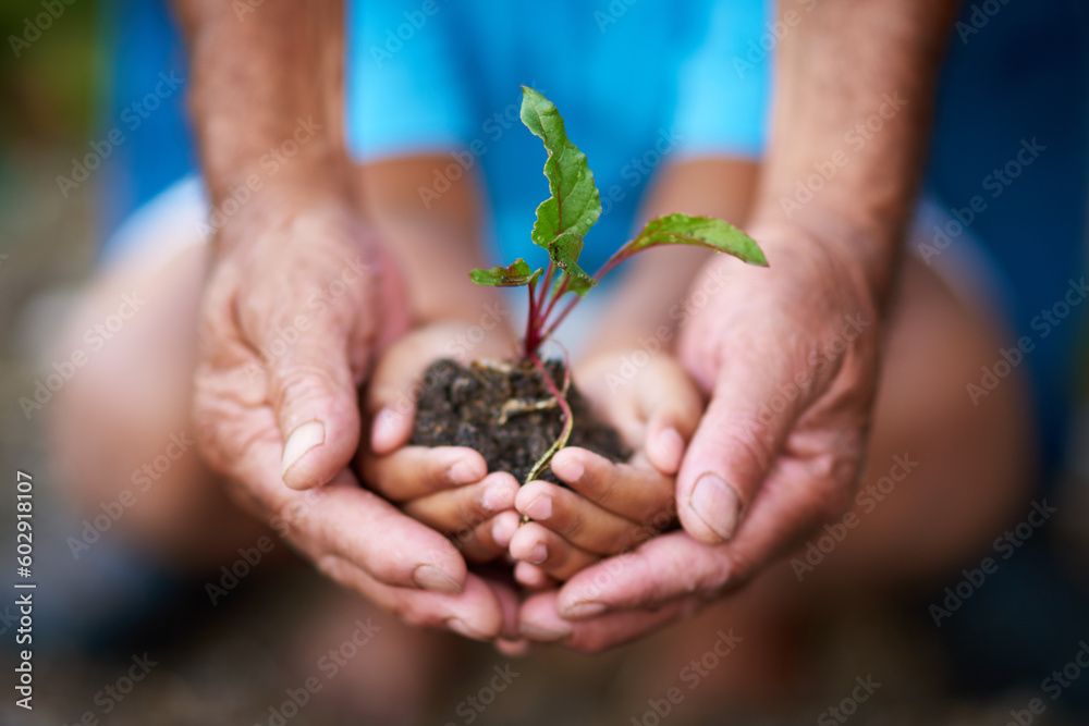 Hands, kid and senior person with plant in soil for earth day, climate change or environment care. Hand, child and grandparent with leaf in nature for sustainability, learning and eco friendly growth Hands, kid and senior person with plant in soil for earth day, climate change or environment care. Hand, child and grandparent with leaf in nature for sustainability, learning and eco friendly growth