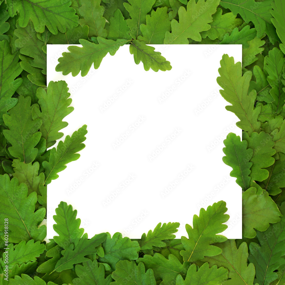 Green oak tree leaf abstract eco friendly design with leaves on white background. Ecological go green design for environmentally friendly composition. Top view, copy space. Green oak tree leaf abstract eco friendly design with leaves on white background. Ecological go green design for environmentally friendly composition. Top view, copy space.