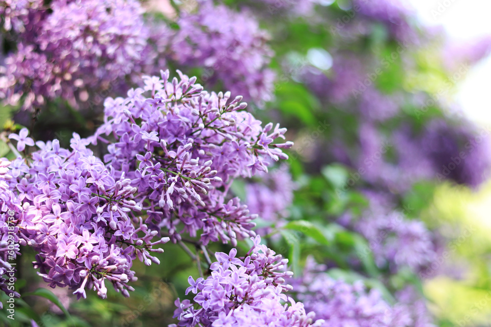 Lilac in the park. Flowering branch of violet lilac close-up. Blooming tender lilac flowers Lilac in the park. Flowering branch of violet lilac close-up. Blooming tender lilac flowers