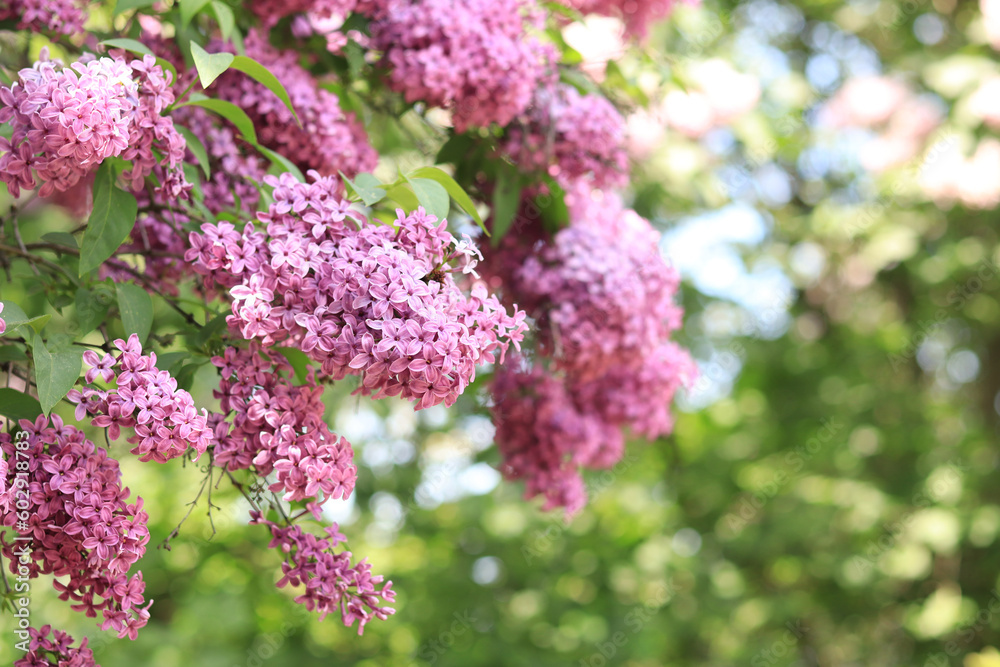 Lilac close-up with pink-purple flowers. An abundance of lilac flowers for a romantic floral banner Lilac close-up with pink-purple flowers. An abundance of lilac flowers for a romantic floral banner