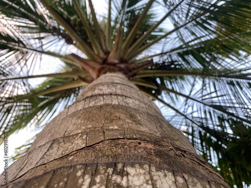 Low angle view of coconut trees in malang  indonesia. View of coconut trees under clear seaside sky.