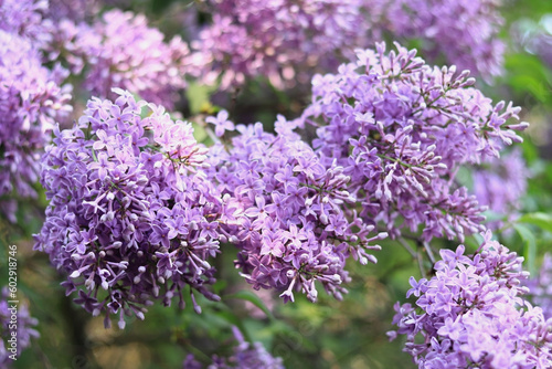 Lilac in the park. Flowering branch of violet lilac close-up. Blooming tender lilac flowers