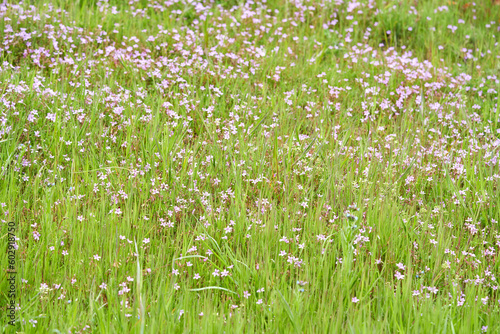 A field with different flowers.