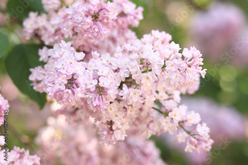 Blooming lilac bush with tender tiny flower. Flowering branch of lilac close-up