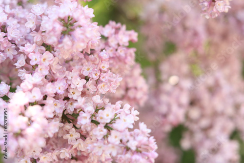 Beautiful double light pink lilac flowers in a spring garden. Lush spring blooming. Blooming lilac bush with tender tiny flower. Flowering branch of lilac close-up