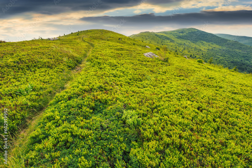 narrow trail path through the alpine meadow. beautiful rolling landscape of ukrainian carpathians in summertime narrow trail path through the alpine meadow. beautiful rolling landscape of ukrainian carpathians in summertime