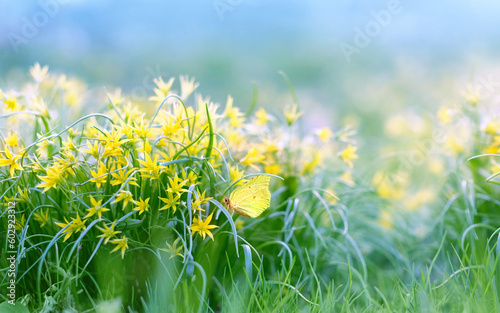 yellow flowers goose onions (Gage a) and butterfly on meadow, natural blurred abstract background. Beautiful dreamy floral image of nature. Green field with yellow flowers. spring season. copy space