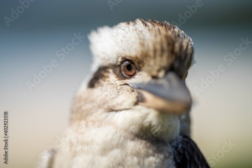 Close up of a beautiful Kookaburra bird in a gum tree in Australia. Australian Native bird.