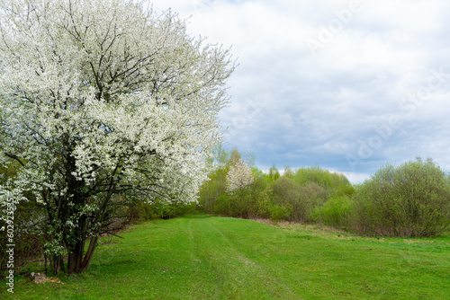 Spring time in nature with blooming tree. Blossoming cherry sakura tree on a green field with a blue sky and clouds
