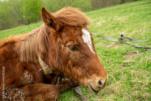 A close up of a beautiful young foal's head and mane as it lies in a field on a bright sunny day