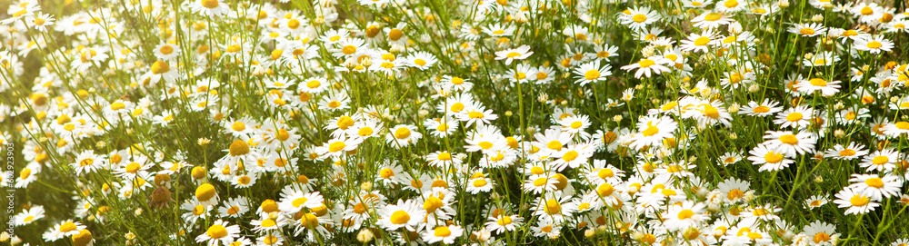 Fototapeta premium Chamomile flower field. Wild chamomile flowers growing in the meadow. Alternative medicine, chamomile officinalis. Summer flowers.