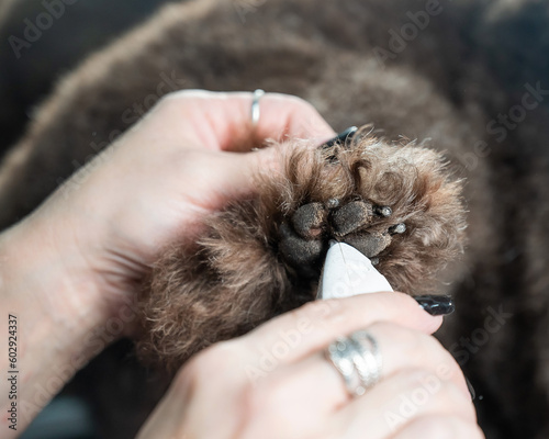 A woman cuts the hair on the paw of a brown curly dog with an electric razor in a grooming salon. Poodle and lapdog mix.