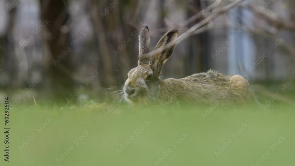 gray hare is sitting in the park on the green grass gray hare is sitting in the park on the green grass