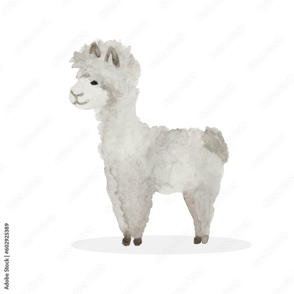 Fototapeta premium Llama cartoon alpaca. Alpaca animal vector isolated illustration.
