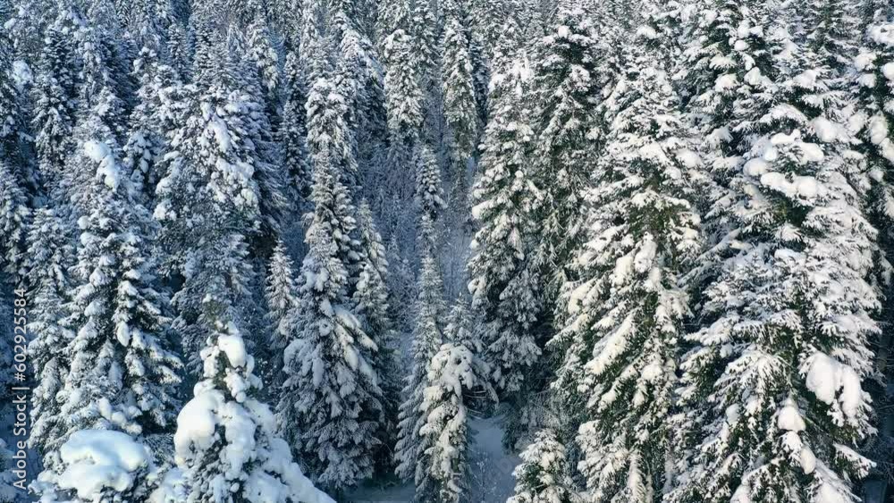 Beautiful snow scene forest in winter. Flying over of pine trees covered with snow. Beautiful snow scene forest in winter. Flying over of pine trees covered with snow.