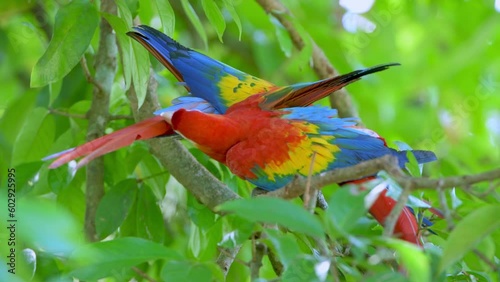 Scarlet macaw (Ara macao) in the wild, Panama, Central America - stock video