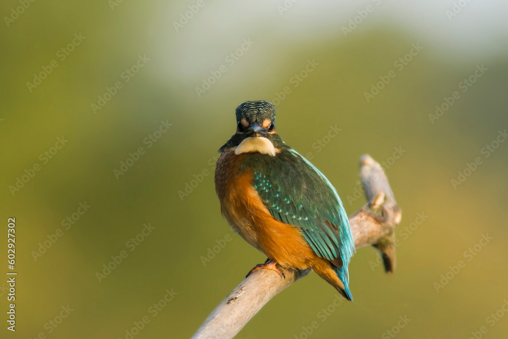 Obraz premium Common kingfisher sitting on a branch with green, blurred background