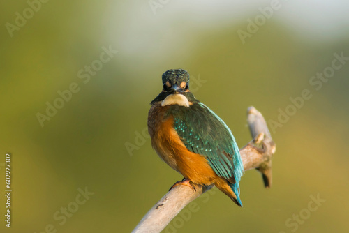 Common kingfisher sitting on a branch with green, blurred background