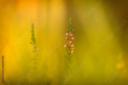Flower with green background on a meadow