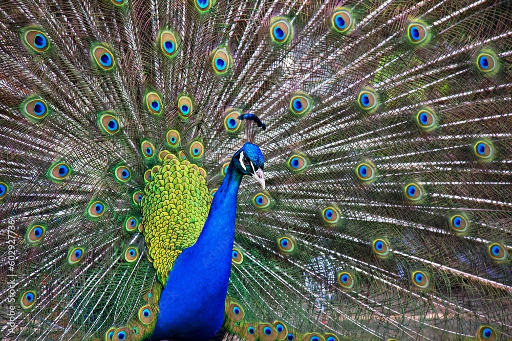 Obraz premium Beautiful peacock in love with bright colors .