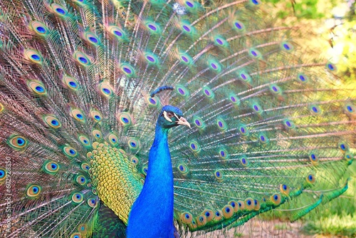 Beautiful peacock with bright colors and flare light