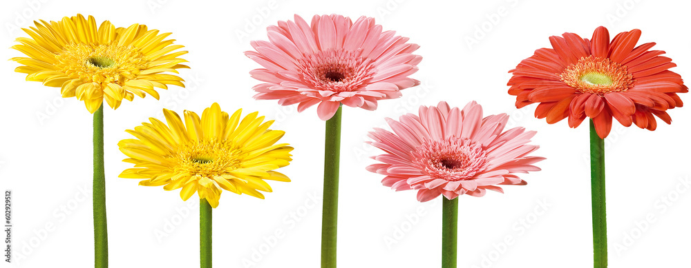 Grupo de flores gérbera isoladas em fundo transparente - flor gérbera amarela, flor gérbera rosa e flor gérbera vermelha  - obrazy, fototapety, plakaty 