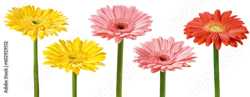 Grupo de flores gérbera isoladas em fundo transparente - flor gérbera amarela, flor gérbera rosa e flor gérbera vermelha 