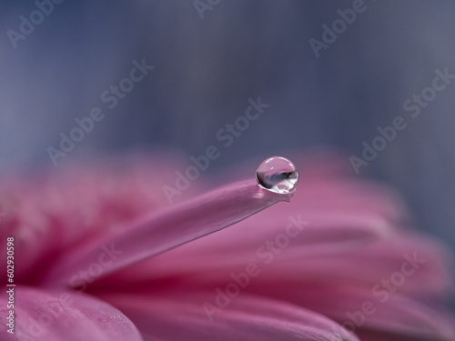 Water drop on gerber daisy in pink and blue.