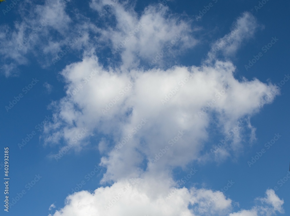 The head of a praying mantis in the clouds The head of a praying mantis in the clouds