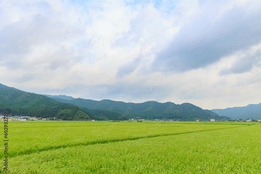 青々とした稲「農作業、田舎イメージ」