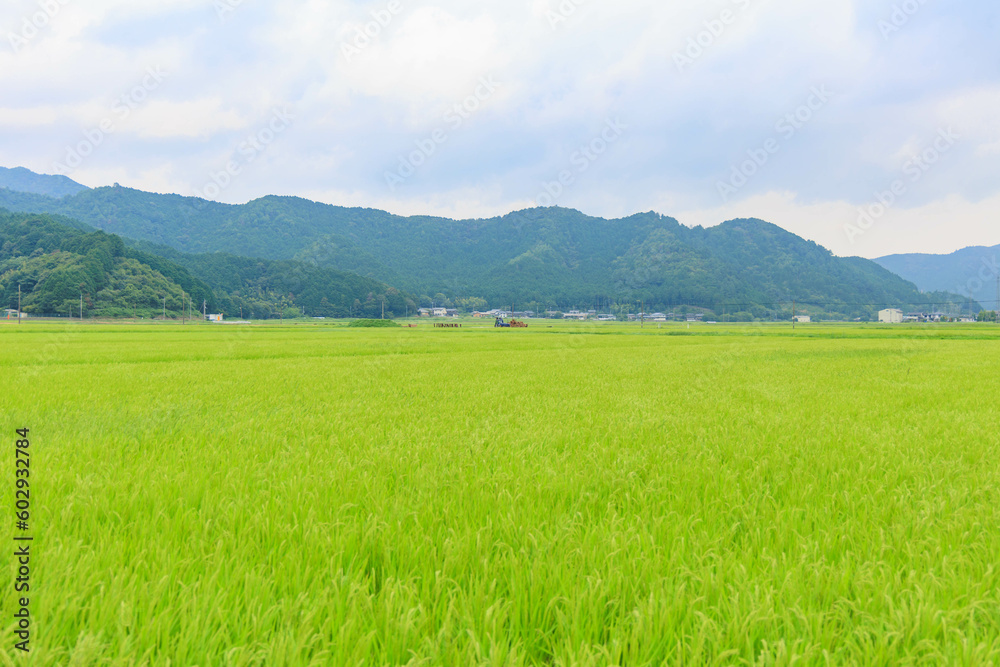 青々とした稲「農作業、田舎イメージ」