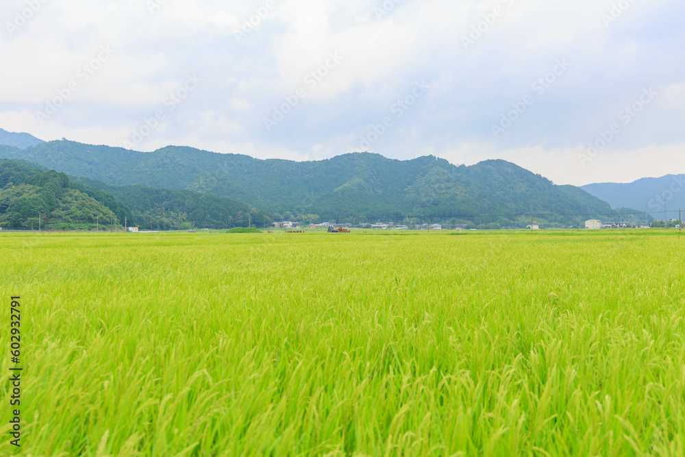 青々とした稲「農作業、田舎イメージ」