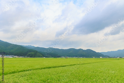 青々とした稲「農作業、田舎イメージ」 © yoshitani