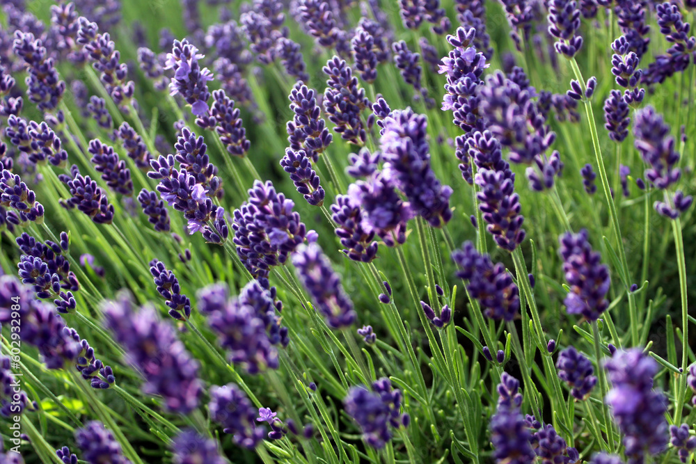 Naklejka premium Lavender field in the morning