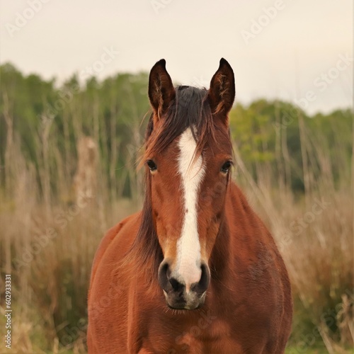 Majestic Wild Spanish Cracker Horse Paynes Prairie State Park Micanopy Florida