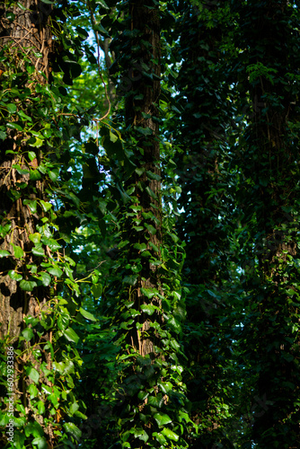 Ivy, Hedera helix or European ivy climbing on rough bark of a tree. Close up photo.