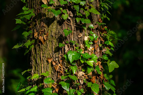 Ivy, Hedera helix or European ivy climbing on rough bark of a tree. Close up photo. © Martin