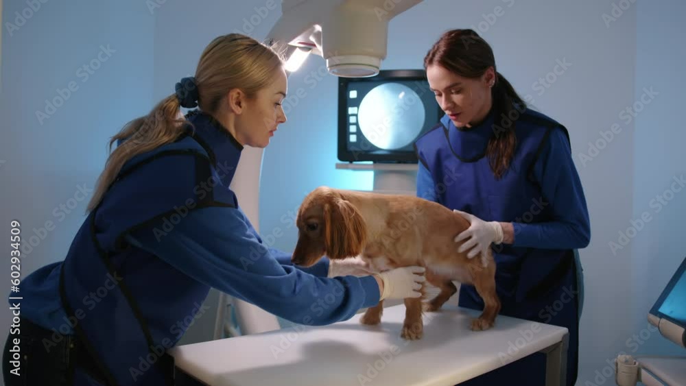 Process of medical examination of cocker spaniel on veterinary X Ray