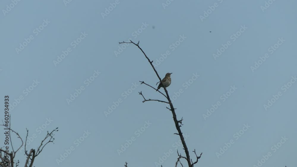 Bird Song thrush sits, opens the beak and sings on apple tree branch against blue sky - at an accelerated pace. Turdus philomelos in a natural environment on spring time. Bird Song thrush sits, opens the beak and sings on apple tree branch against blue sky - at an accelerated pace. Turdus philomelos in a natural environment on spring time.