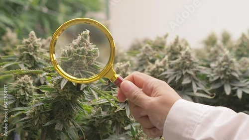 In a greenhouse, premium cannabis plants are prepped for harvest. Commercial cannabis cultivation. Cannabis cultivation for medical and commercial purposes