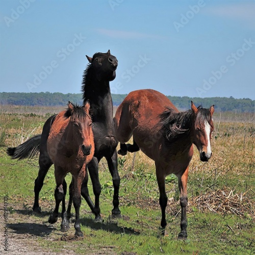 Wlid Horse Family Mare Kicking Stallion Paynes Prairie Micanopy FL