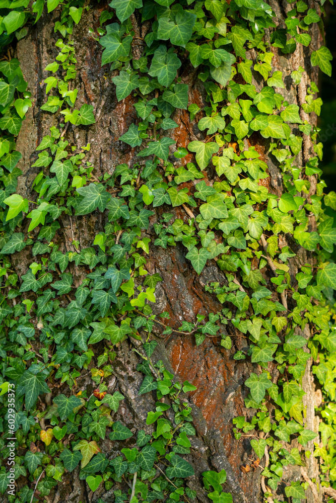 Ivy, Hedera helix or European ivy climbing on rough bark of a tree. Close up photo. Ivy, Hedera helix or European ivy climbing on rough bark of a tree. Close up photo.