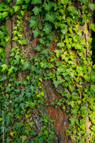 Ivy  Hedera helix or European ivy climbing on rough bark of a tree. Close up photo.