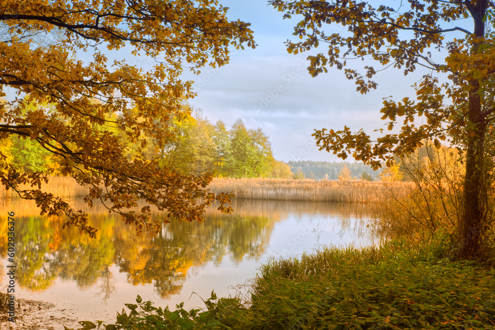 Fototapeta premium View of a pond within tree foliage