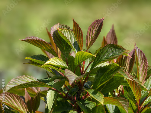 Closeup of bronze flushed new growth leaves of Viburnum farreri 'Nanum' in a garden in Spring photo